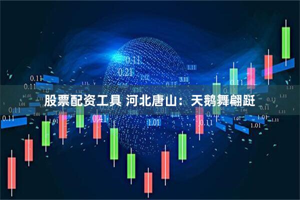 股票配资工具 河北唐山：天鹅舞翩跹